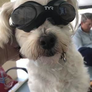 Meet your Posher, Don